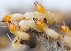 close up of termites 2